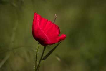 One red poppy flower on the green background. Closeup.