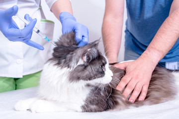 veterinarian in a white coat and blue medical gloves gives an injection to a Maine Coon cat. the doctor is helped by the cat's owner, who keeps it on the table.