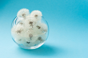 Many tops of dandelions in a transparent round vase on a blue background. Beautiful still life