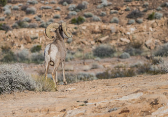 desert bighorn sheep