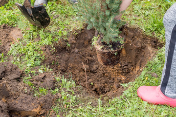 Digging out, Gardener replanting small coniferous tree, root system, seasonal work. summer garden.transplanting plant.