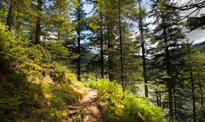 mystischer Wald in den vogesen nahe Gerardmer