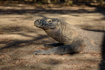 Komodo dragons at Komodo National Park, Flores, Indonesia