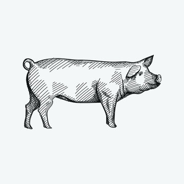 Hand-drawn sketch of a big pig on a white back ground. Farm animals. Livestock. Domestic animals.