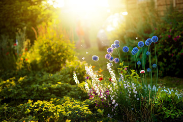 Obraz premium A close up of a flower garden