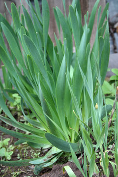 Perennial early ripe variety of onion - drooping onion. Hybrid variety of Allium nutans. This is a young green onion Allium nutans growing in a garden bed. Growing vegetables for a healthy diet. 
