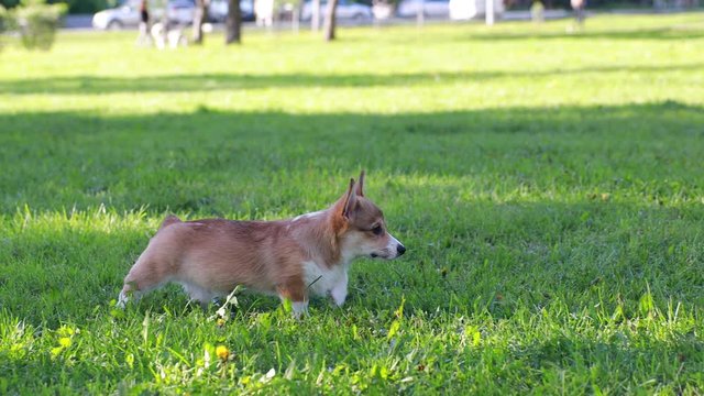 Red and black Welsh Corgi Pembroke cardigan puppies running on the grass