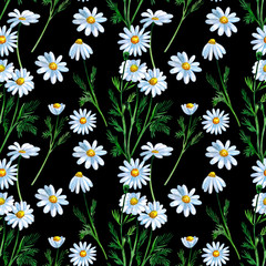Chamomile on a black background. Herbal, floral seamless pattern design for paper, packaging, textile, fabric.