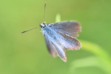animal