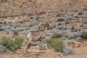 desert bighorn sheep