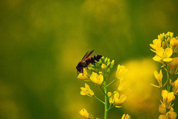 A Bee is sitting in search of food in the Morning.