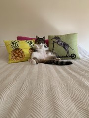 cat lying on bed © AMTM