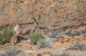 Naklejka na ściany i meble female desert bighorn sheep