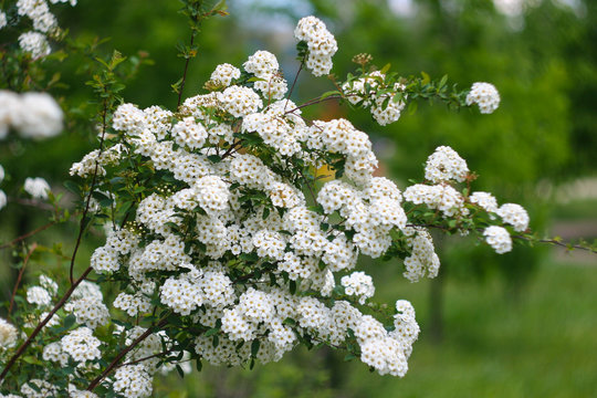 Bush Vanhoutte spirea (Spiraea x vanhouttei)
