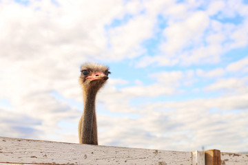 an ostrich looks out from behind a fence against a background of blue sky and clouds