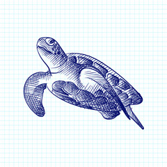 Hand-drawn sketch of small turtle drawn with blue pen on a white background. Ocean life. Underwater creatures. Aquarium plants and animals