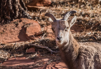 female desert bighorn sheep