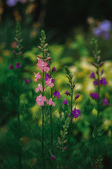 Small field pink and lilac flowers on a soft tender green background. Flowers for desktop screensavers, for print.