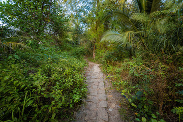 Fototapeta na wymiar Jungle on Mot island Phu Quoc