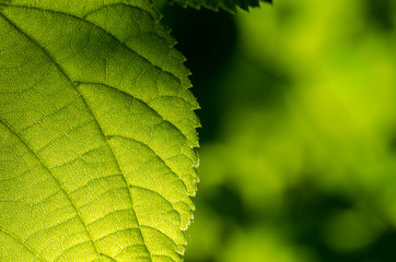 Close up of green leave with green leaf background