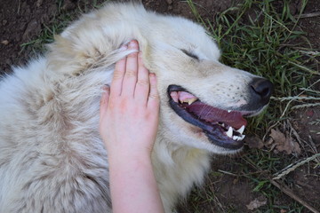 Femmina di cane da pastore maremmano abruzzese felice di essere accarezzata da una mano umana