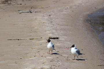 Obraz premium Two black-headed gulls (Chroicocephalus ridibundus) in summer plumage
