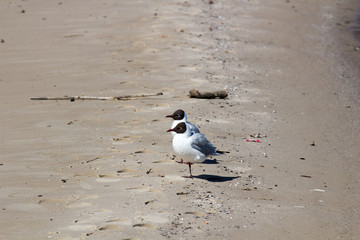 Two black-headed gulls (Chroicocephalus ridibundus) in summer plumage