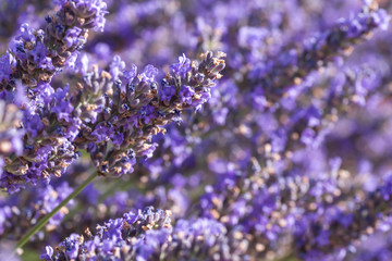 Purple lavender flowers