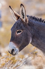 Obraz na płótnie Canvas wild desert burro