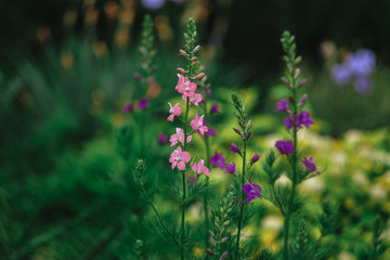 Small field pink and lilac flowers on a soft tender green background. Flowers for desktop screensavers, for print.