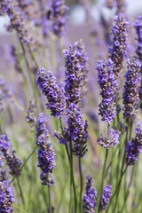 Obraz premium Purple lavender flowers