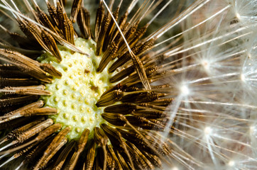 Dandelion macro close-up photo with seeds (selective DOF)