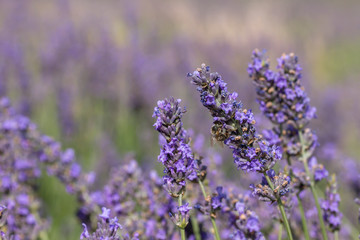 Lavender flowers with honeybee