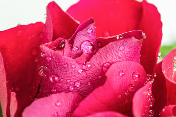 Beautiful red rose with water drops. Close-up shot.