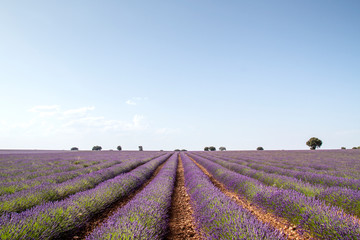 Fototapeta na wymiar Purple lavender fields in bloom