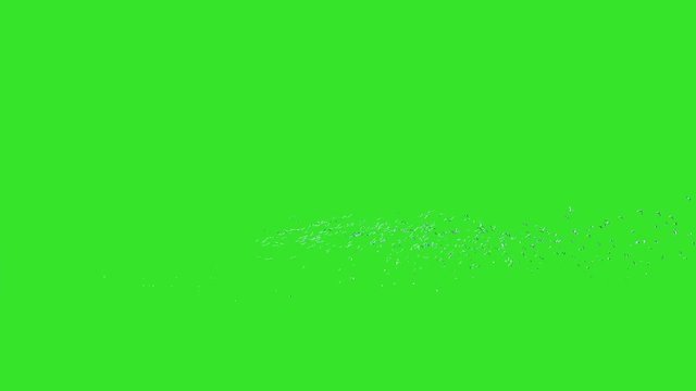 Lots of Seagull flying away from the earths to the sky. Keyed Green screen. Isolated wild birds are ready for one click copy paste. 