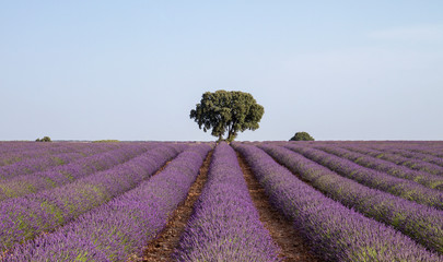 Blossoming lavender fields landscape