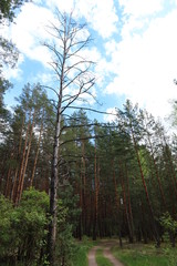 Fototapeta premium Dry pine tree on the road 