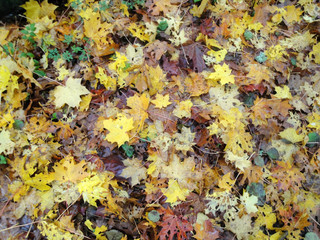 Feuilles d'automne