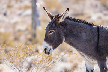 wild desert burro
