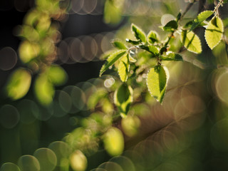Highlighted small green leaf on blurry abstract background.