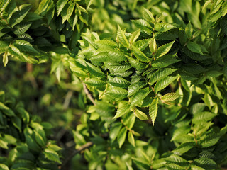 Young hornbeam leaves, green background.