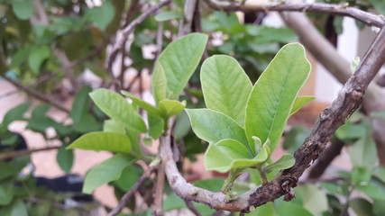 Fototapeta na wymiar green leaves on tree