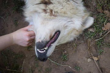 Femmina di cane da pastore maremmano abruzzese felice di essere accarezzata da una mano umana