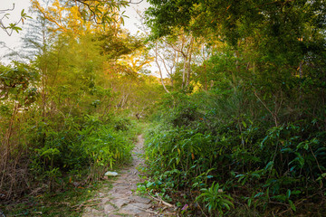 Jungle on Mot island Phu Quoc
