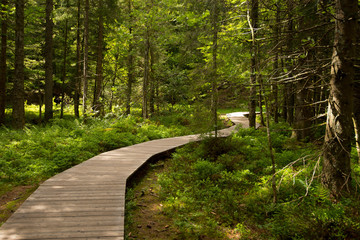 Holzsteg um den Moorsee Lac de Lispach in den Vogesen