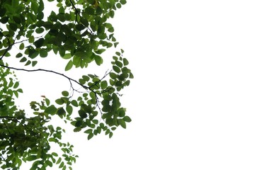 Tropical tree leaves with branches on white isolated background for green foliage backdrop and copy space 