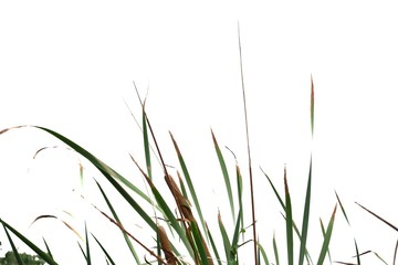 In selective focus wild grass leaves on white isolated background for green foliage backdrop 
