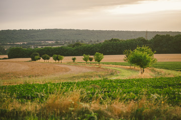 Fototapeta premium Landscape summer rural scene in France, region Burgundy. Road and nature in old europe. Countryside road in Burgundy