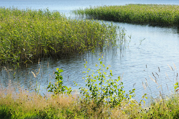 Aquatic Plants Living Submerged in Water of Lake Pyhaselka, Joensuu, Northern Karelia, Finland in July 2019